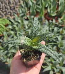 Image result for Ledebouria cordifolia