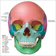 Image result for Frontal Bone