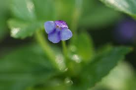 Image result for Craterostigma nummulariifolium