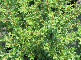 Die zwergmispel war einwandfrei verpackt, noch gut gewässert und wurde von uns bald eingepflanzt. Baumschule Eggert Blutenstraucher Baumschulen Heckenpflanzen Zwergmispel Cotoneaster Microphyllus Thymifolius Im Pflanzenhandel Online Kaufen