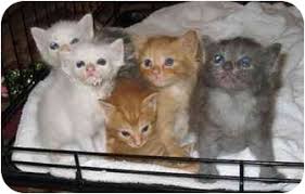Fancy is up to date on vaccines and spayed. Henrico Va Manx Meet Manx Kittens A Pet For Adoption