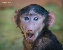 Canon EOS 7D Mark II