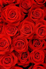 All of them are verified and tested today! Red Rose Flowers Portrait Photo Backgrounds 200x300cm Wedding Backdrops Photographic Vinyl Cloth Photo Studios Vinyl Cloth Photo Backgroundportrait Photo Background Aliexpress