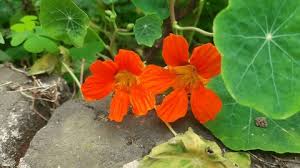 Image result for Tropaeolaceae