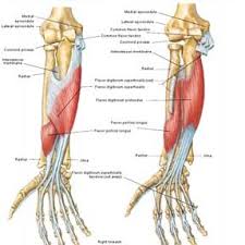The forearm is the region of the upper limb between the elbow and the wrist. Left Superficial And Deep Muscles In The Human Forearm Right View Of Download Scientific Diagram