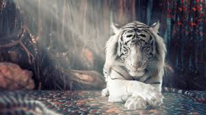 A white tiger in captivity at singapore zoological gardens. White Tiger Wallpapers Top Free White Tiger Backgrounds Wallpaperaccess