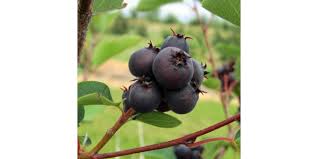 This mini dessert is deceptively simple, layered in a shot glass, has saskatoon berries, poached in coffee and kahlua, combined with marscarpone and white chocolate pudding, lady fingers and maple whipped cream. Pesticides For Saskatoon Berries Morning Ag Clips