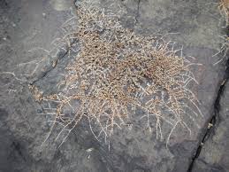 Image result for Inversodicraea