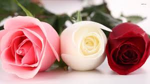 Red And White Roses Wallpapers On Wallpaperdog Hd wallpaper download for ipad and iphone widescreen 2160p uhd 4k hd 16:9. red and white roses wallpapers on