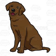 Happy Looking Chocolate Labrador Sitting Yellow Lab Puppies Black Labrador Labrador Retriever Puppies