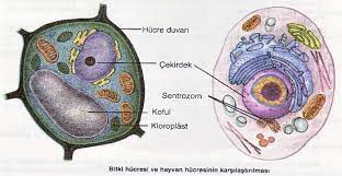 Animal cell and plant cell grade 6. Comparison Of A Plant And Animal Cell In The 6 Th Grade Textbook Download Scientific Diagram