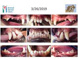 Well, there are thousands of. Veterinary Dentist In Vienna Va Animal Dental Clinic
