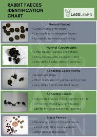 Lagolearns New Rabbit Faeces Id Chart Rabbits