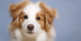 105 Best Boy Dog Names Cute And Unique Male Puppy Name Ideas