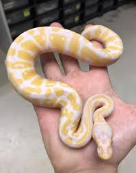 Friendly pied banana ball python. Learn More About Ball Python Snakes Snake Country