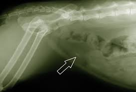 Facts About Urinary Tract Infections In Cats Http Bestselfcleaninglitterbox Com Facts Urinary Tract Infectio Urinary Tract Infection Urinary Tract Prevention