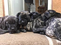 Bad Dogz Canario Kennel