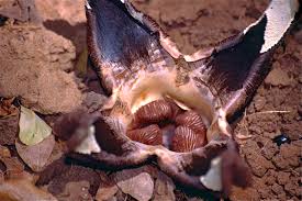 Image result for Hydnora