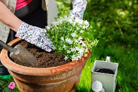 When To Plant In Ontario Dirt Cheap Soil Delivery In