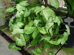 When i saw my arrowhead plant hanging in the greenhouse at green things i wondered, should i get it? i grew one successfully in santa barbara for years but tucson (where i now live) is a tougher climate for tropical houseplants. Arrowhead Vine Care Syngonium Plant