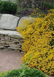 Protection may be necessary when you first plant. Copper Canyon Daisy