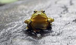 Maybe you would like to learn more about one of these? How To Get Rid Of Frogs Humanely And As Gently As You Can