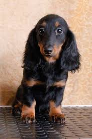 Short, long and wire hair. Chocolate Dapple Long Haired Miniature Dachshund Buzzsharer Com