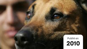 Chiens renifleurs en renfort