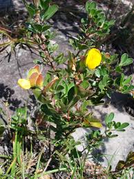 Image result for Zornia setosa