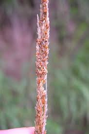 Image result for Sporobolus ioclados