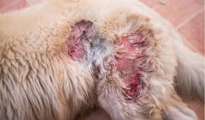Skin cancer is actually one of the easiest cancers to find. Skin Ulcers And Draining Lesions In Dogs Petcoach
