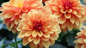 Trivia extra > flower quiz questions and trivia. Only 1 In 48 People Can Identify All Of These Flowers From A Photo Can You Zoo