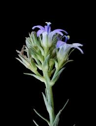 Image result for Wahlenbergia huttonii