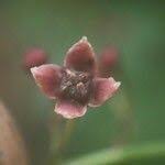 Image result for Trichoscypha lucens