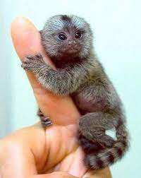 Baby Finger Monkeys For Sale Finger Baby Marmoset Monkeys For Adoption Minneapolis Monkeys For Sale Weird Animals Marmoset Monkey