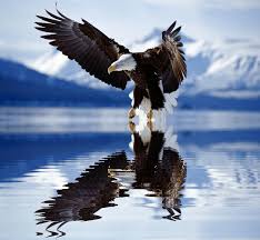 Colorful Birds Flying In The Sky Gif Https Encrypted Tbn0 Gstatic Com Images Q Tbn 3aand9gcsczkautj852ibbvx6r45xuj6t5iwsoigaxow Usqp Cau