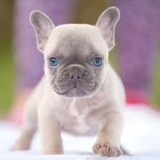 Offering blue ar french bulldogs breeder, blue french bulldog for sale, french bulldog puppies, havanese dogs for sale, havanese dog breeders, havanese puppy for sale, and more! French Bulldog Puppy For Sale In Fort Pierce Fl Adn 52227 On Puppyfinder Com Gender Male Age 7 French Bulldog Puppies Bulldog Puppies Cute French Bulldog