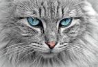 Cats With Blue Eyes | Cat-World