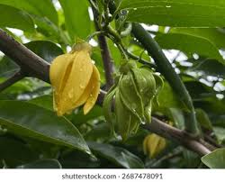 Image result for Artabotrys modestus