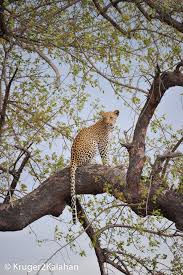 Photographing Leopards One Of Africa S Most Elusive Animals Funny Dog Videos Funny Dogs Cute Cats And Dogs