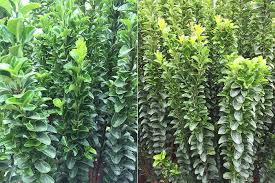 In the autumn, the long green leaves turn brilliant red. Euonymus Spindle Tree Varieties For Sale Uk Paramount Plants