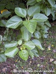 Image result for Cordia sp.A.