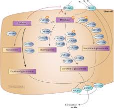 Codeine And Morphine Pathway Pharmacokinetics Overview