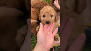 Candy x Jerry, Mini Goldendoodles, Ready 10/7/23