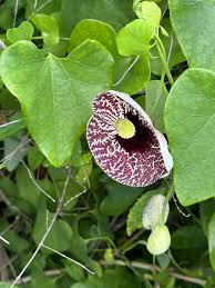 Image result for Aristolochia littoralis