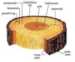 Shop timberland boots, shoes, clothing & accessories at our official us online store today. Timber Types Of Timber Parts Of Timber Characteristics Of Good Timber Uses Of Timber