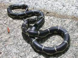 King Snake Just Killed Him But Will Keep This In Case My Wits Are Strong Enough To Think Thru Good Vs Bad Snake Kinds Of Snakes Colorful Snakes