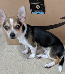 Iso small dog for free (cha > edgemoor) hide this posting restore restore this posting. Lost Dog Tri Color Chihuahua Puppy In Vass U S 1 Area Update Found Pets Thepilot Com