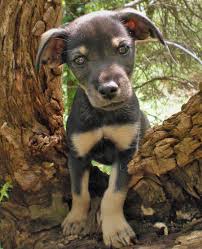 Check spelling or type a new query. Chiweenie Chihuahua Dachshund Mix Info Temperament Puppies Pictures