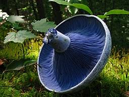 Image result for Lactarius mutabilis